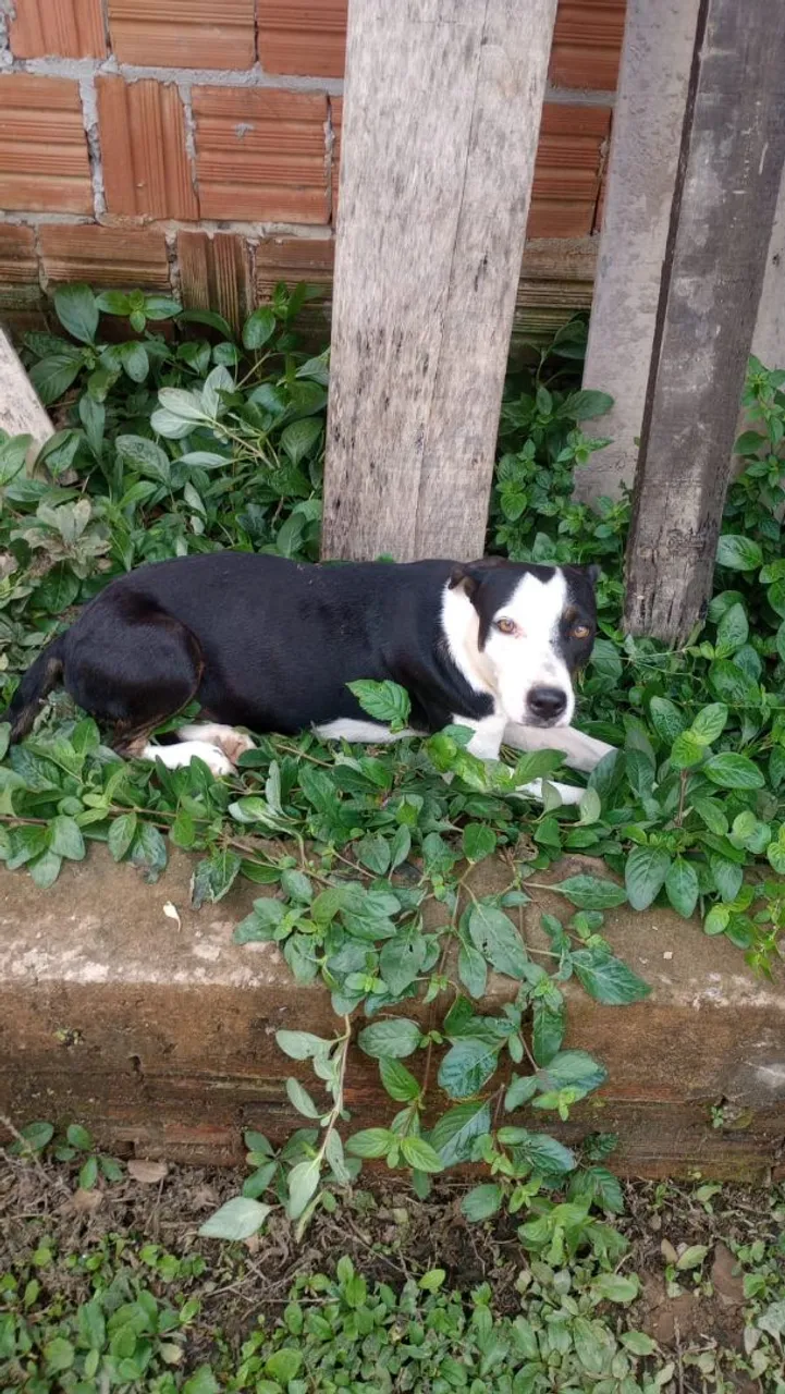 Cão de porte médio, preto e branco, lindo!