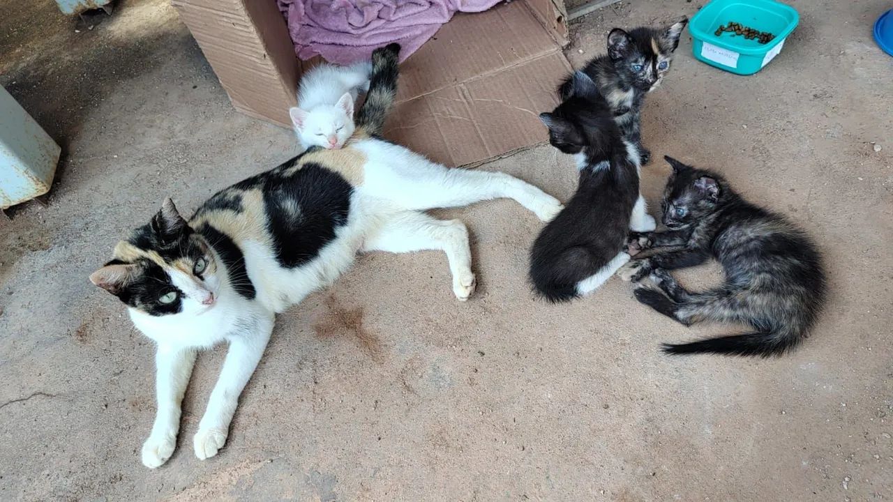 Gatinhos fofinhos para adoção