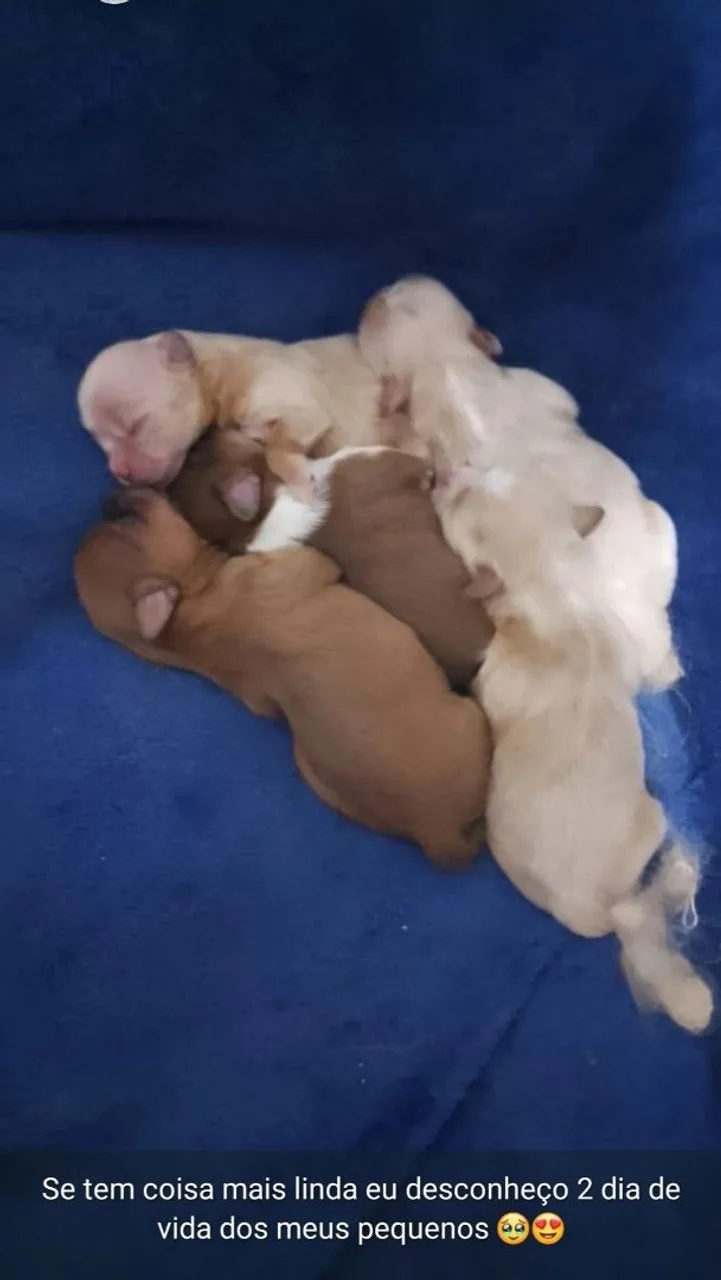 Filhotes lindos pra entregas