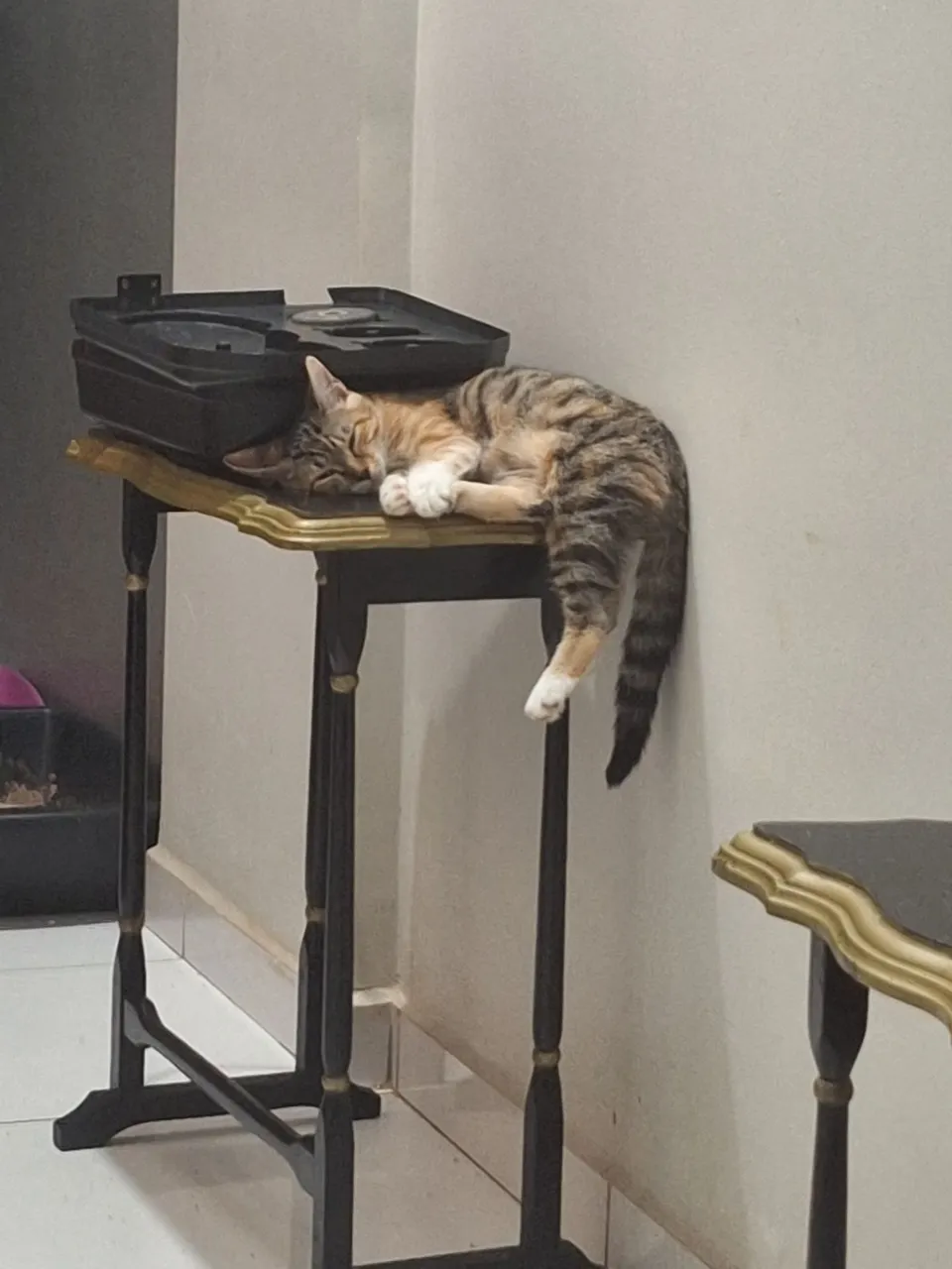 Gatas Doação 