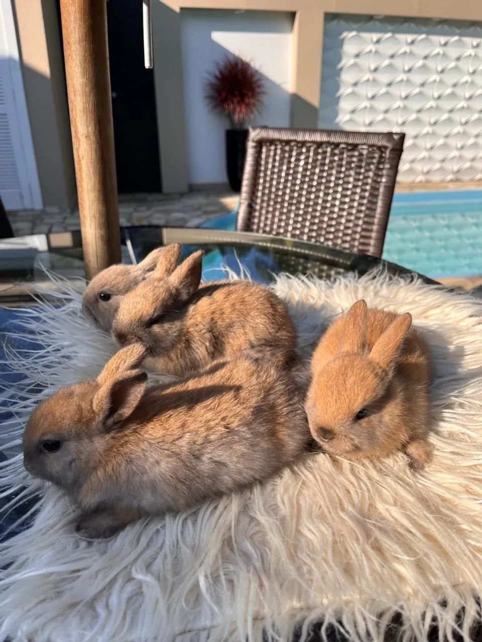 Doa-se filhote coelho 