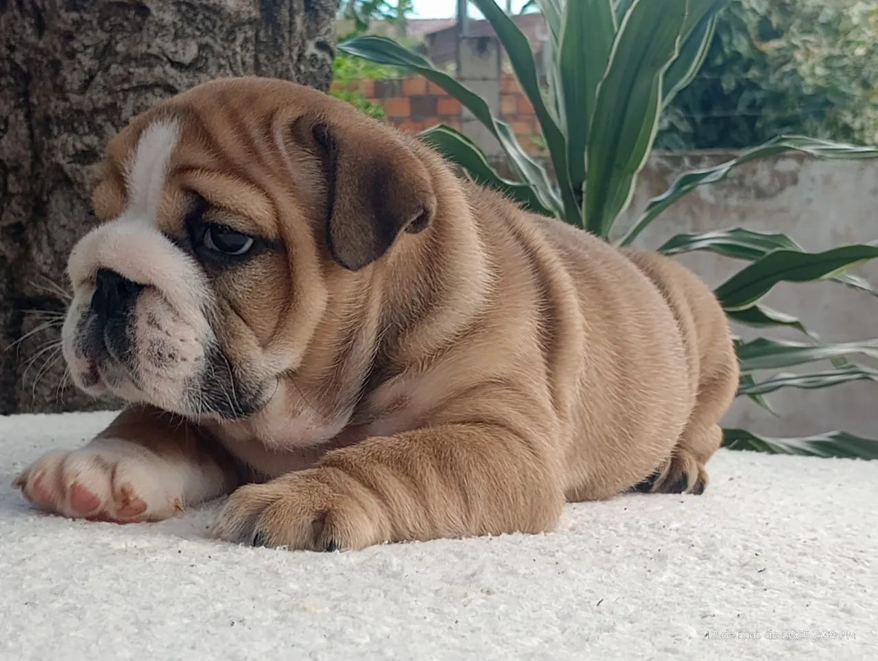 Bulldog Inglês - PERFEIÇÃO! 