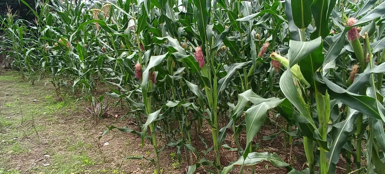 Milho verde para venda - Foto 4