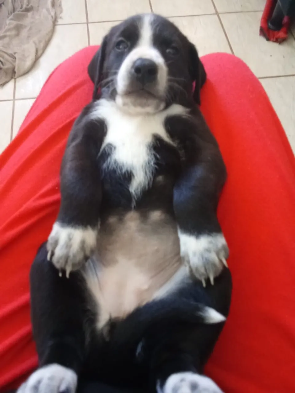 Filhotes adoráveis Cachorro - Adoção responsável 
