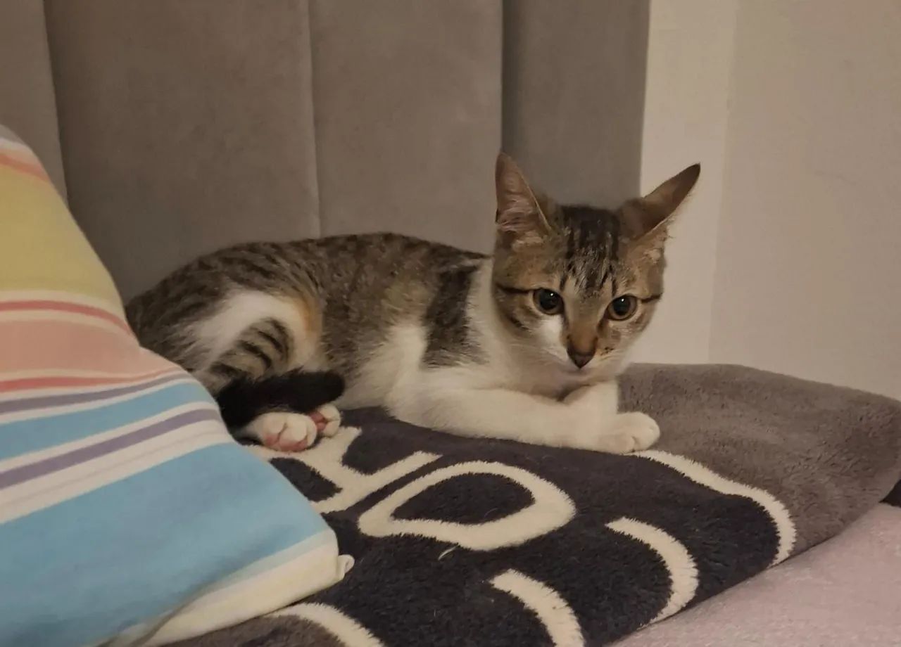 Gatas para Adoção  - Foto 2