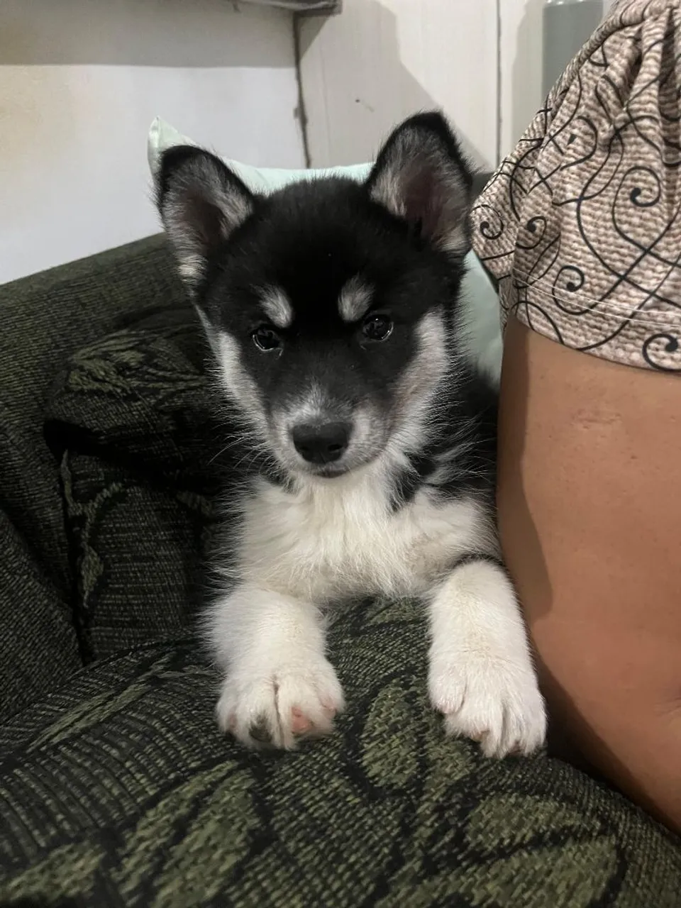 Filhote Husky Siberiano