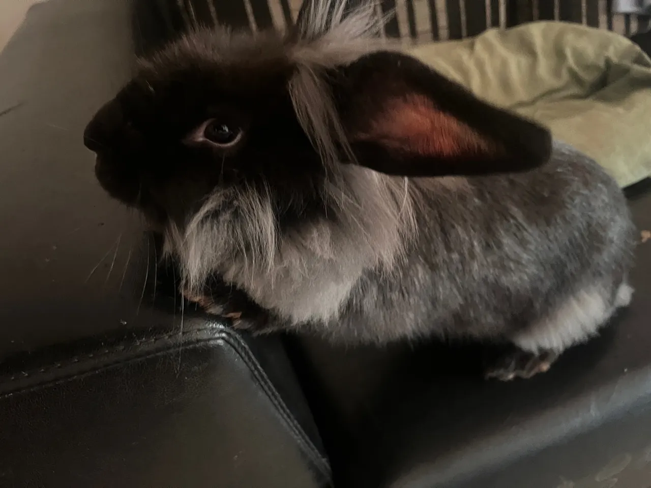 Coelhinho Angorá Cinza - Pelúcia Fofa e Dócil!