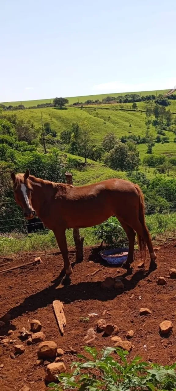 Cavalo disponível para venda