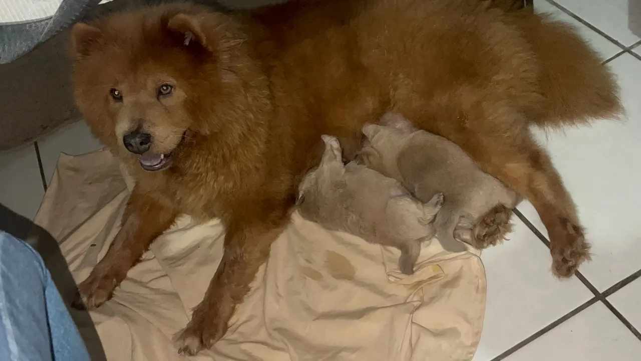 Chow Chow recém nascido macho/ fêmea 1500