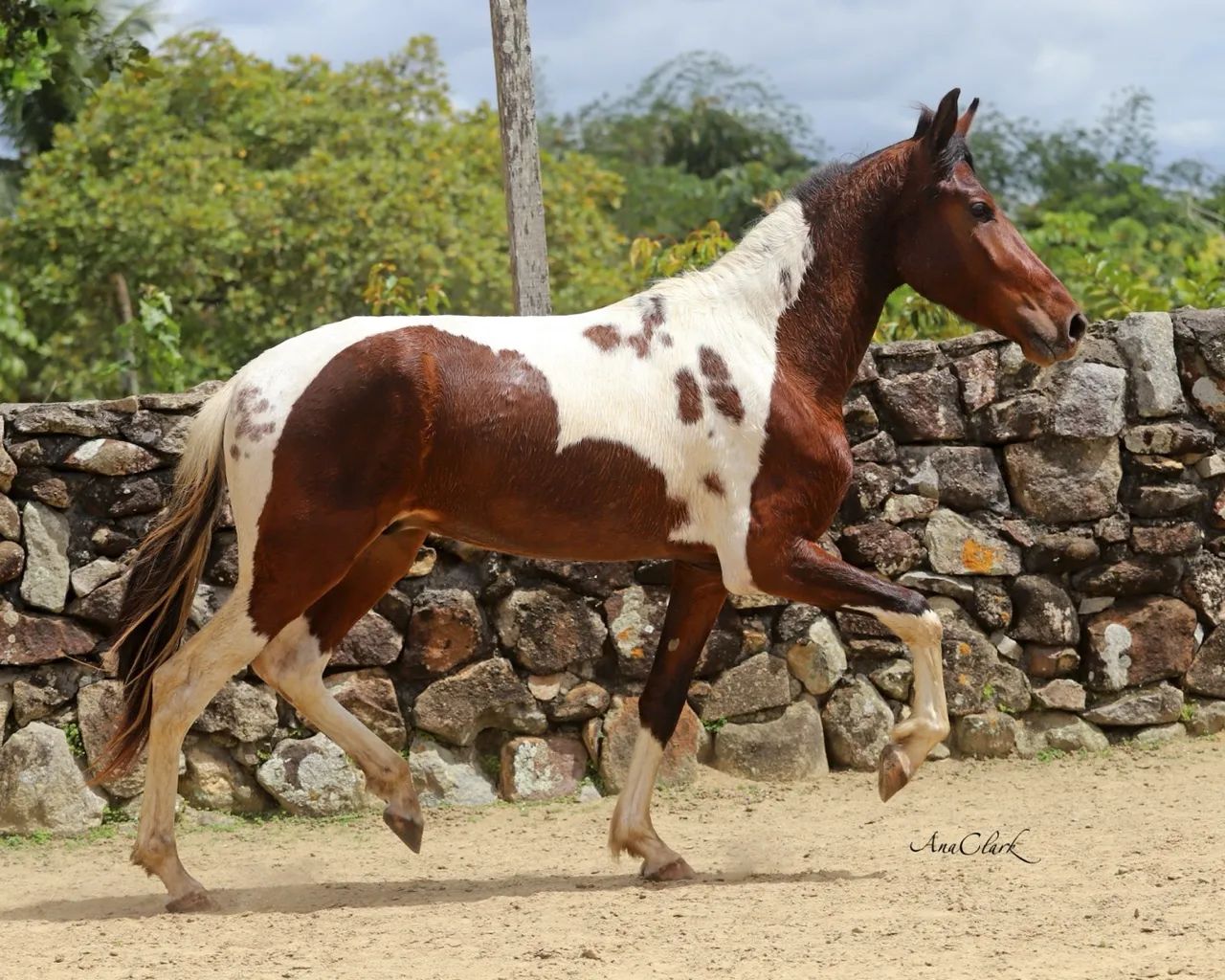 Potro Mangalarga Marchador - Foto 3