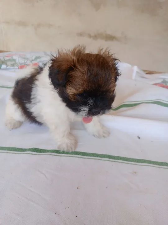 Filhote de hiasa apsom  - Foto 3