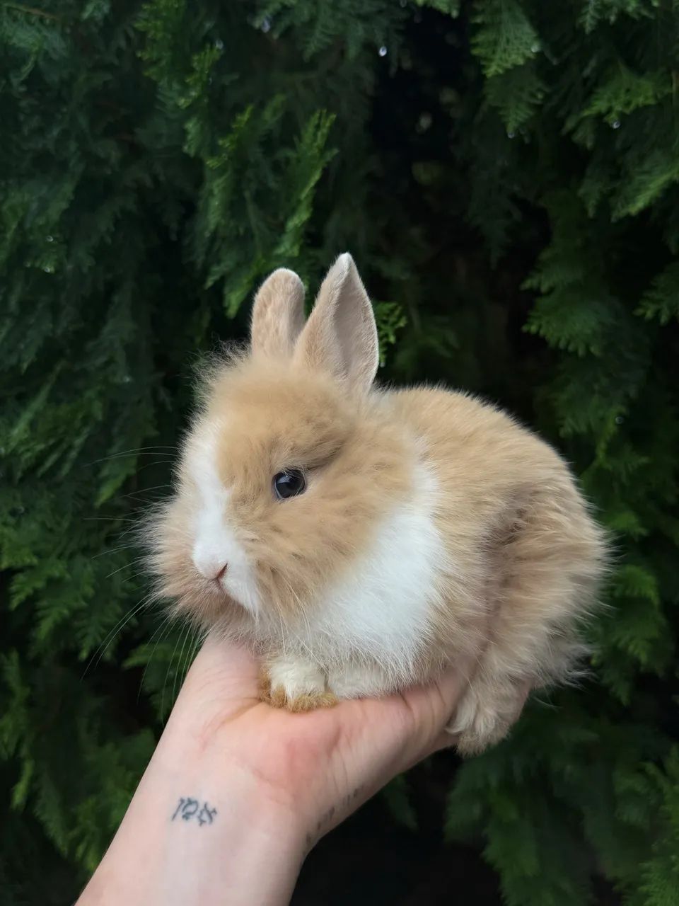 Coelho anão / mini Coelho