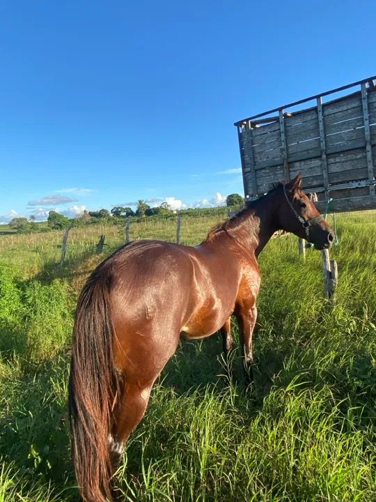 Vendo ou troco potra qm  - Foto 5