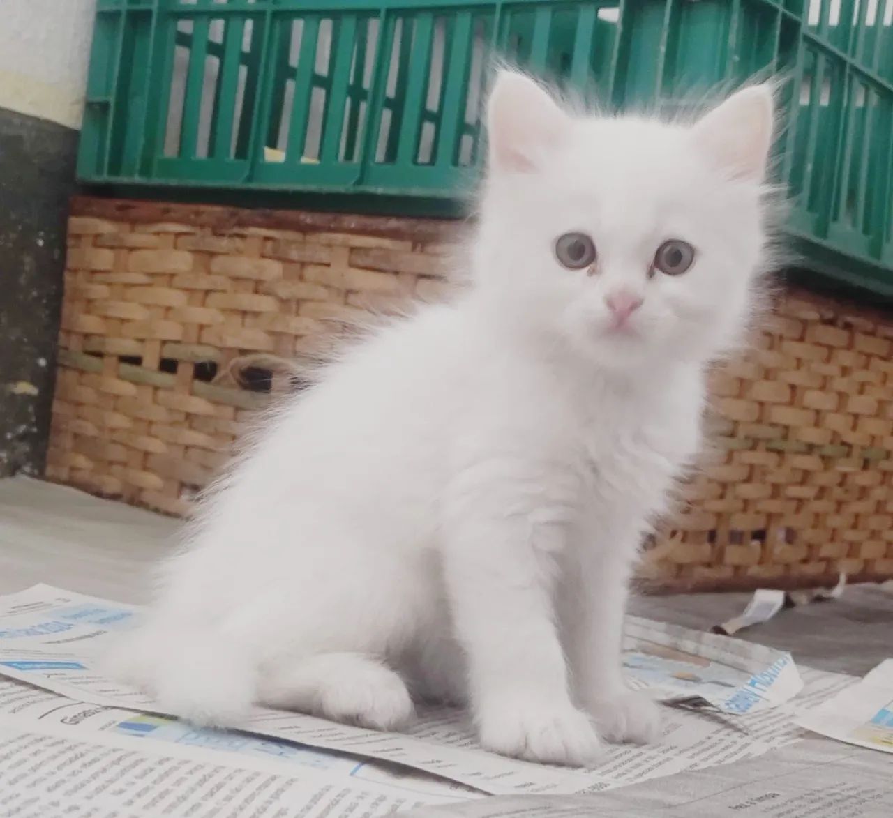 Angorás Fêmeas! - Foto 2