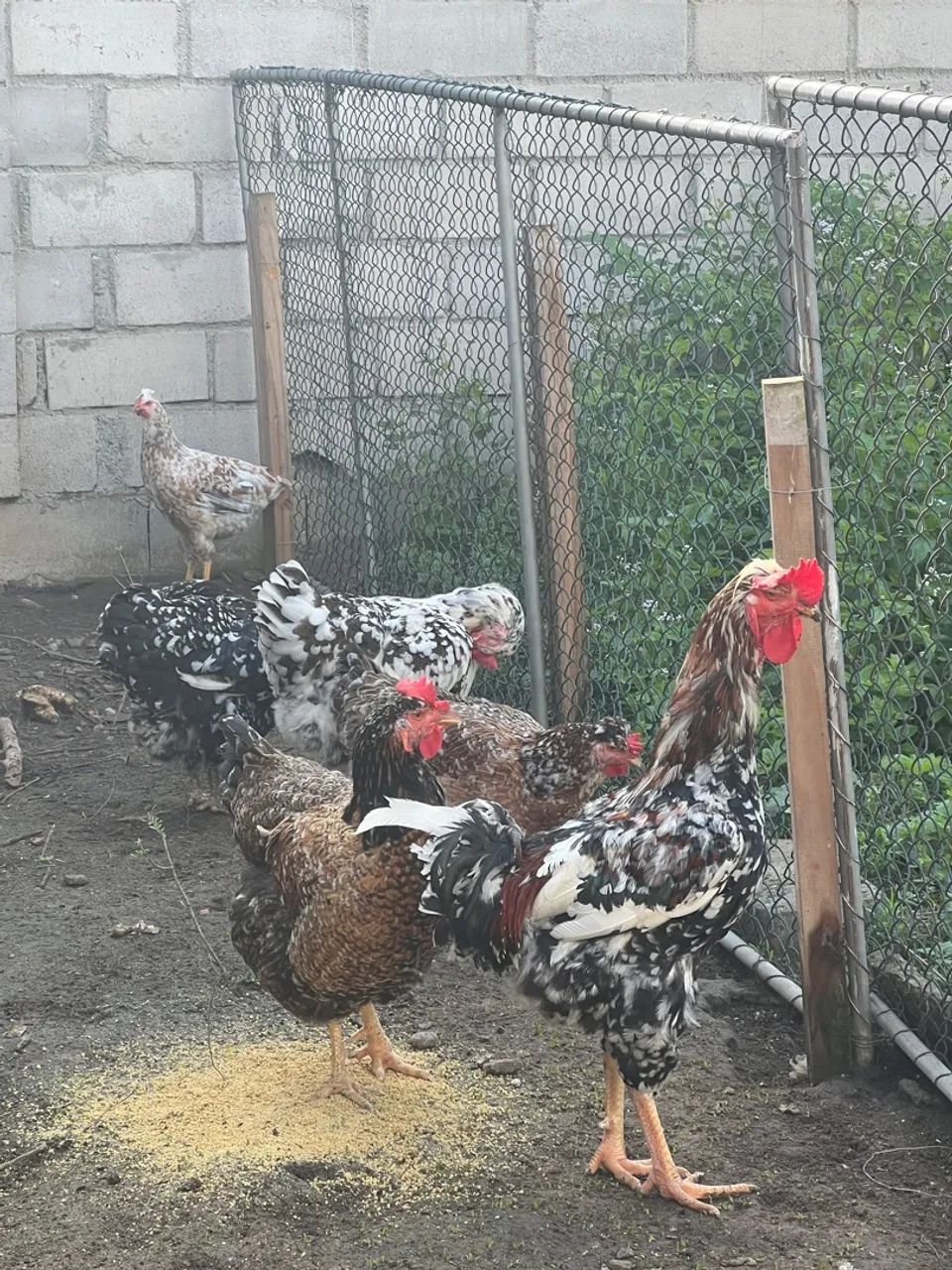 Gsb ovos galado  - Foto 4