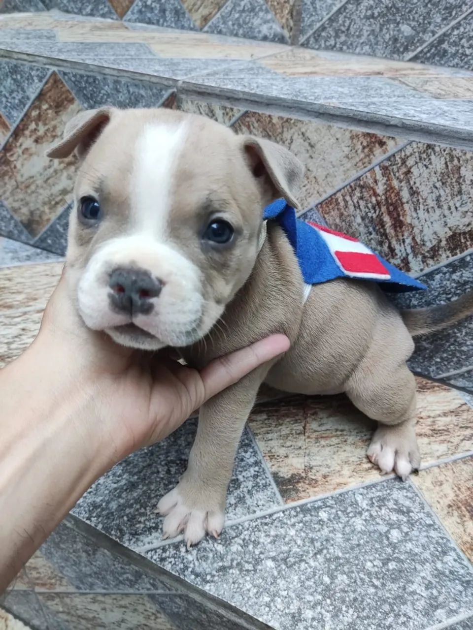 American bully - Foto 5