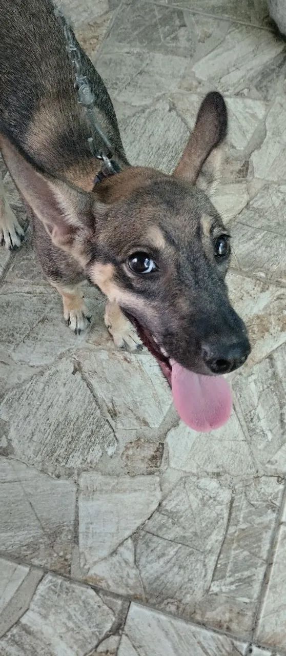 Filhote de cachorro para adoção