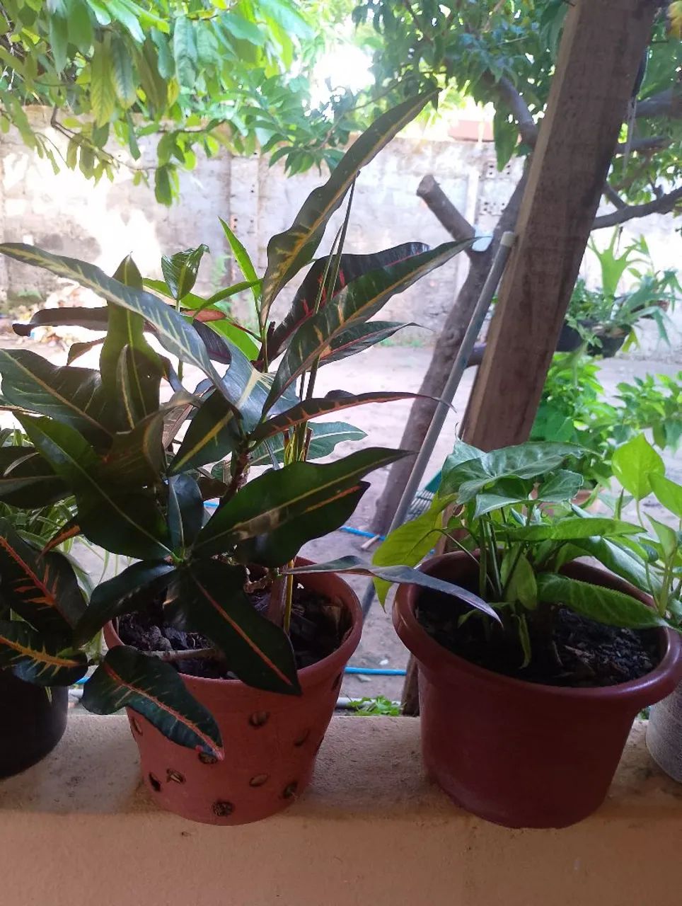Plantas  - Foto 3