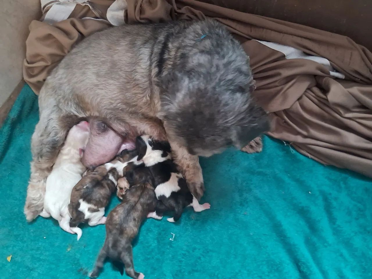 Filhotes de shih tzu - Foto 3