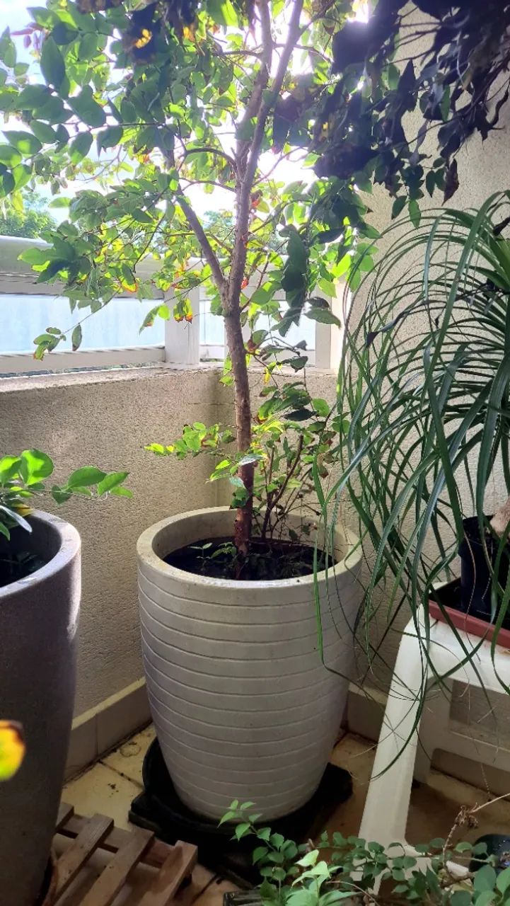 Frutífera JABUTICABEIRA - Foto 2