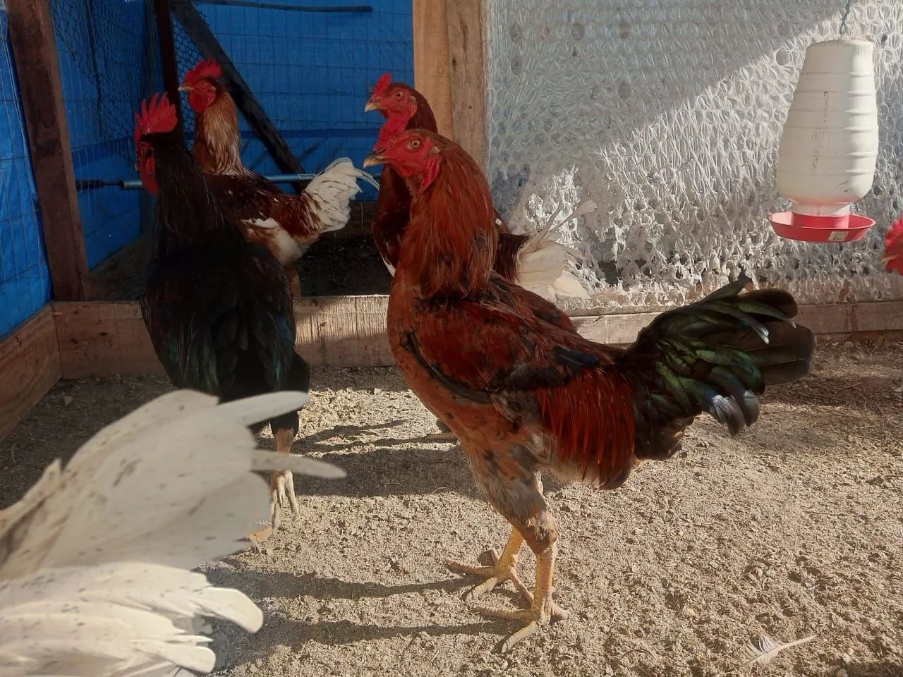 Galos de criação  - Foto 5