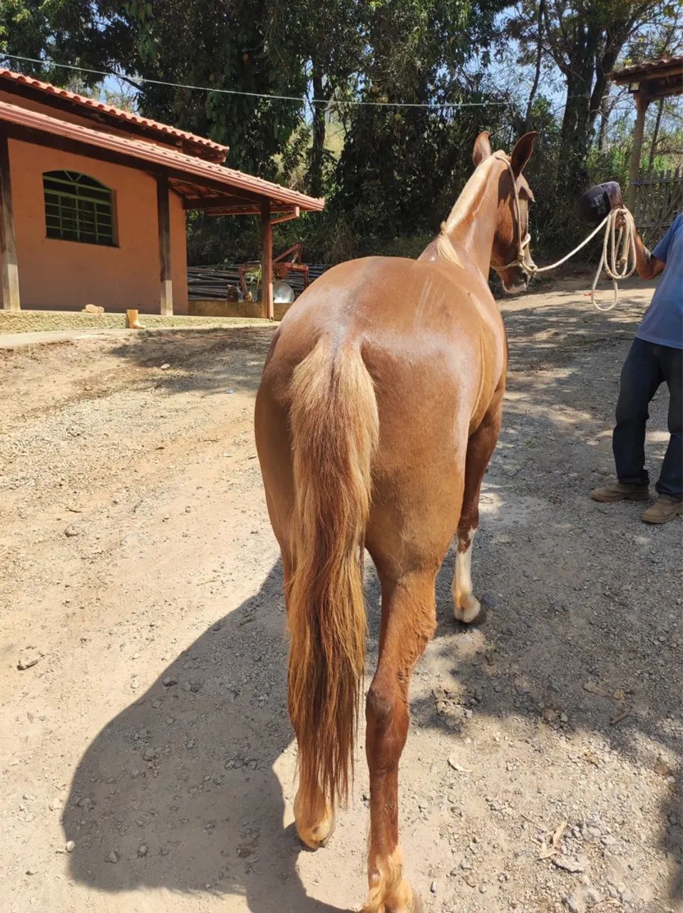 Potra Mangalarga Marchador sem registro para venda - Foto 3