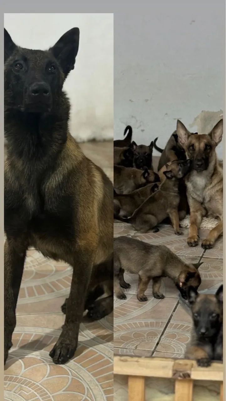 Pastor Belga Malinois  - Foto 3