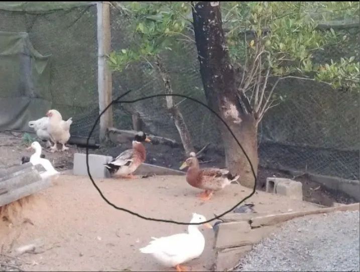 Marrecos pom pom da raça Rowem Lindos - R$ 150 cada