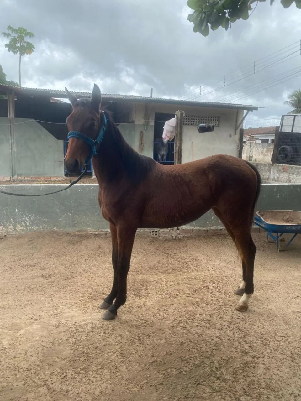 Cavalo para venda