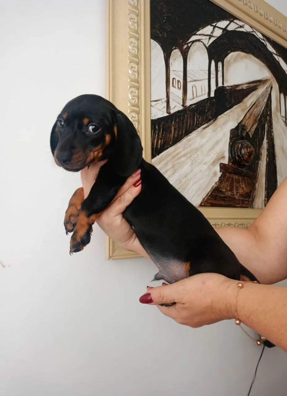 Basset Teckel Macho e Fêmea