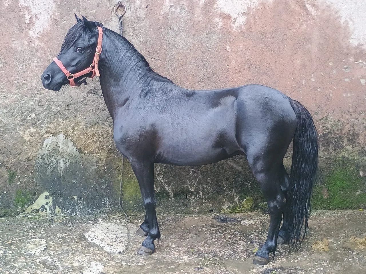 Pônei a venda Garanhão 