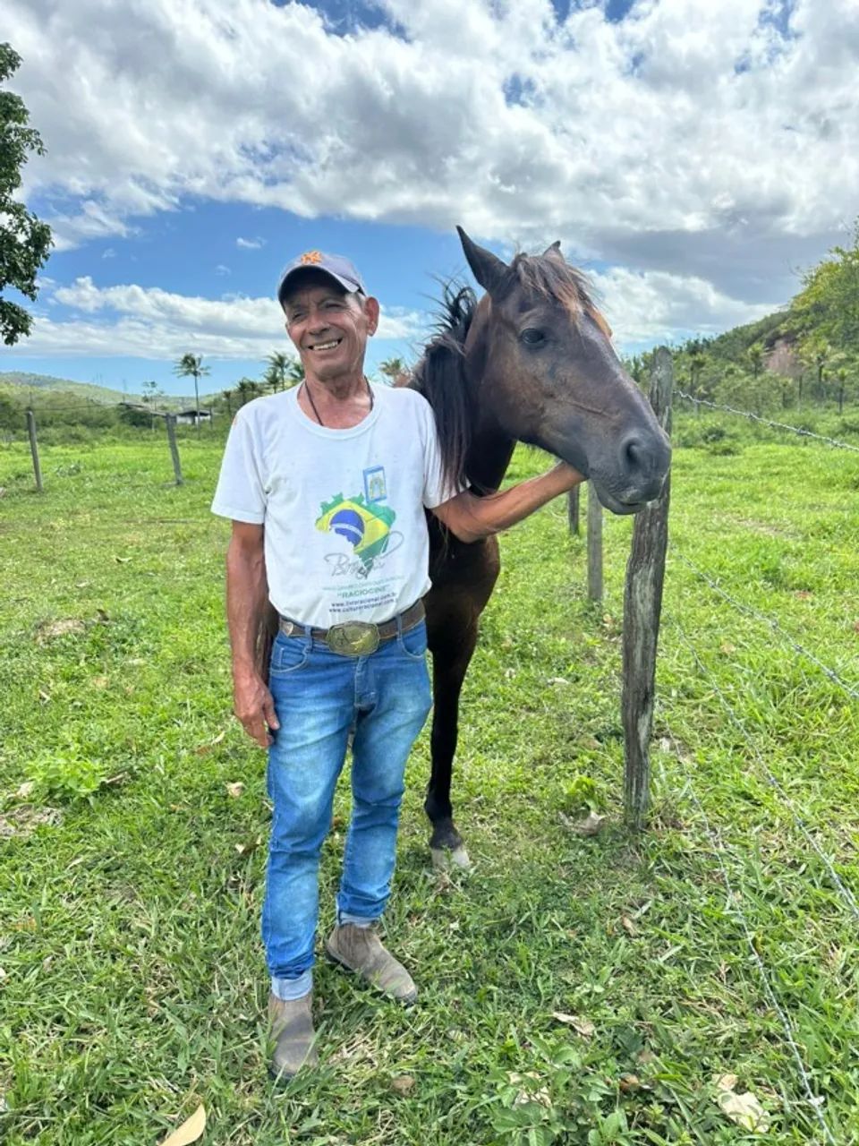 Cavalo castrado - Foto 2