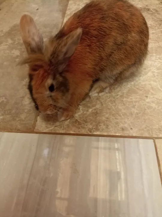 Coelhinho fofinho miniloops