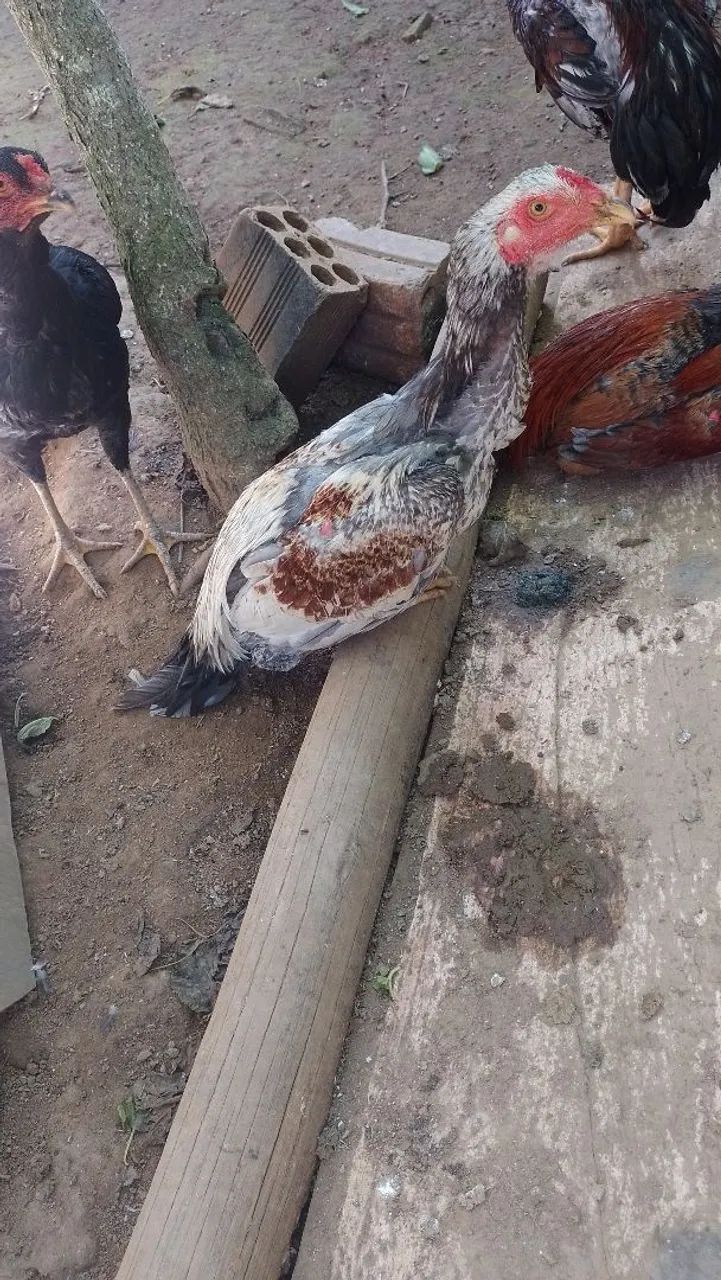 Frango - Excelente exemplar - Foto 2
