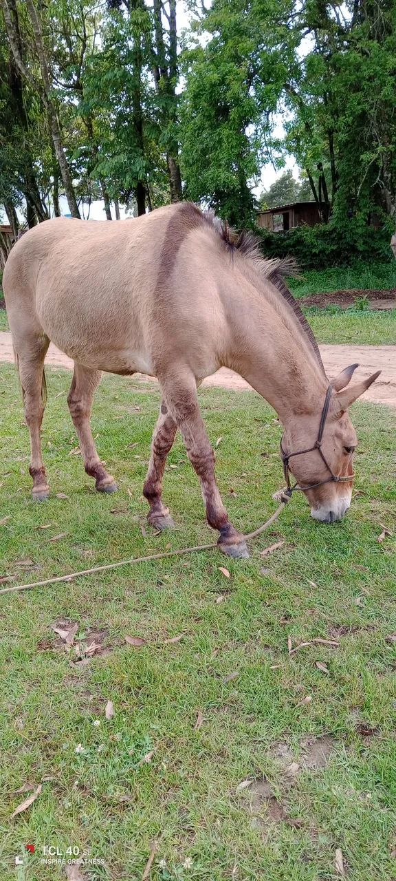 Burro manso - Foto 2