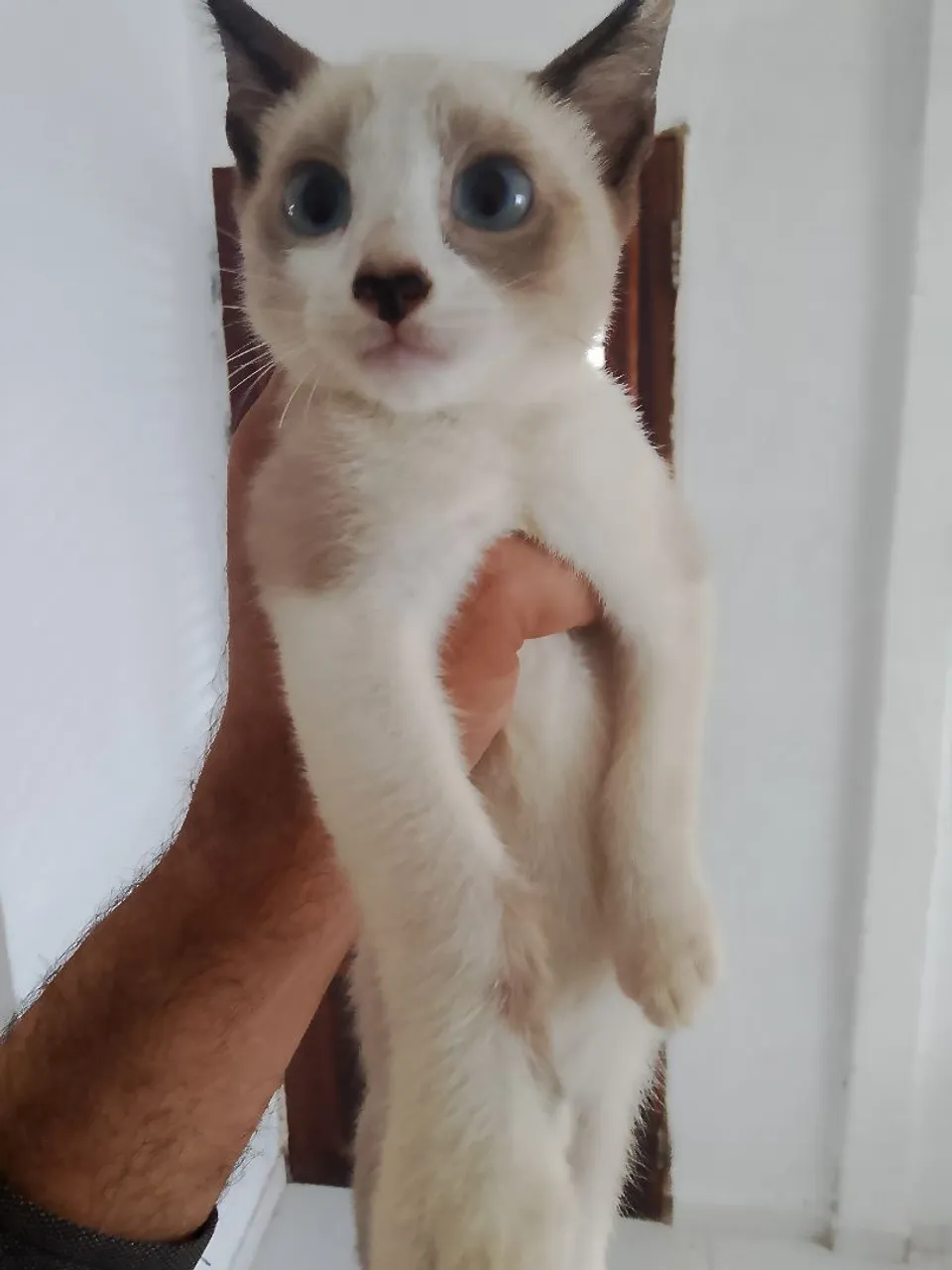 Gatinho Filhote Para Adoção