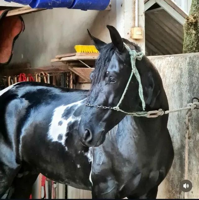 Cobertura garanhão pampa de preto homozigoto - Foto 3
