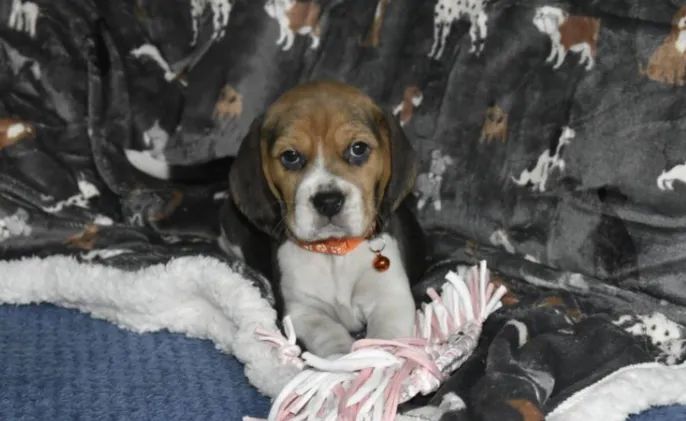 Beagle 13 polegadas, filhotes lindinhos a pronta entrega!