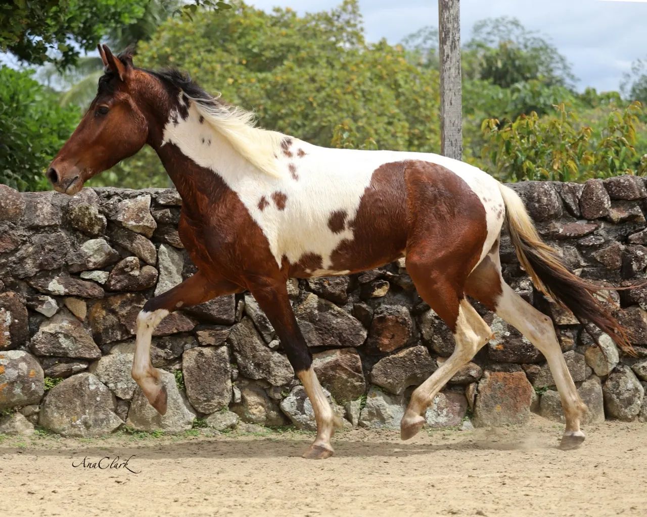 Potro Mangalarga Marchador - Foto 2