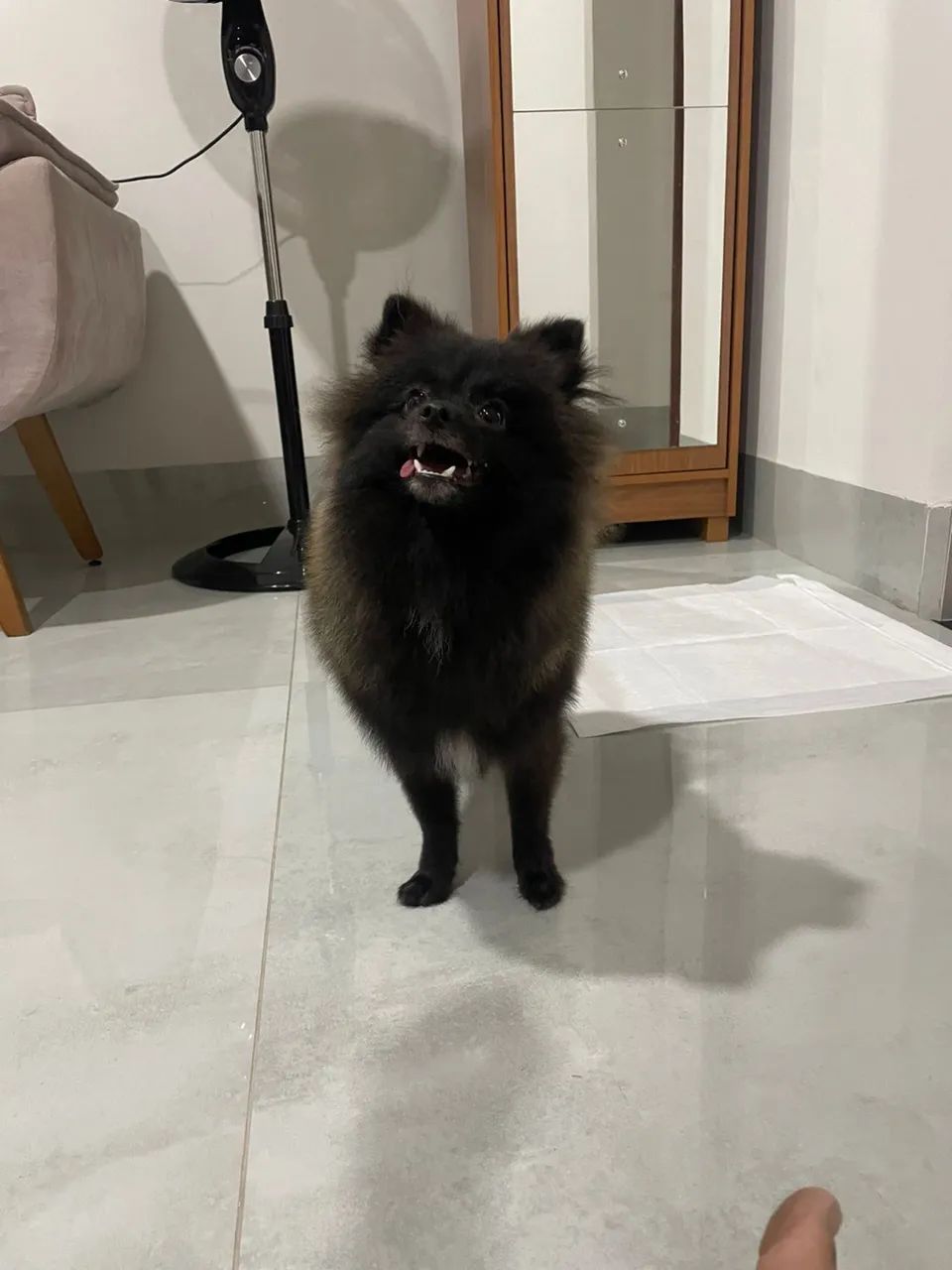 Lindo Spitz Alemão  - Foto 2