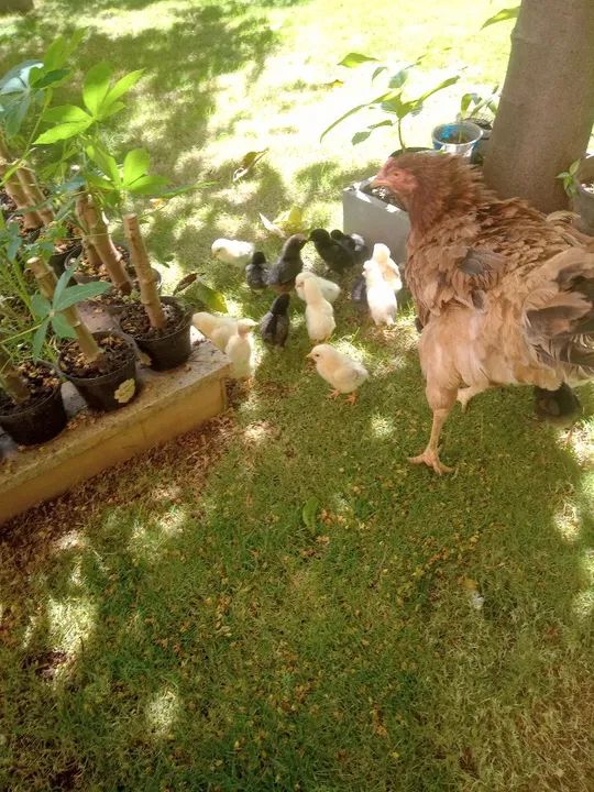 Galinha Caipira Nova com 19 Pintinhos  - Foto 5