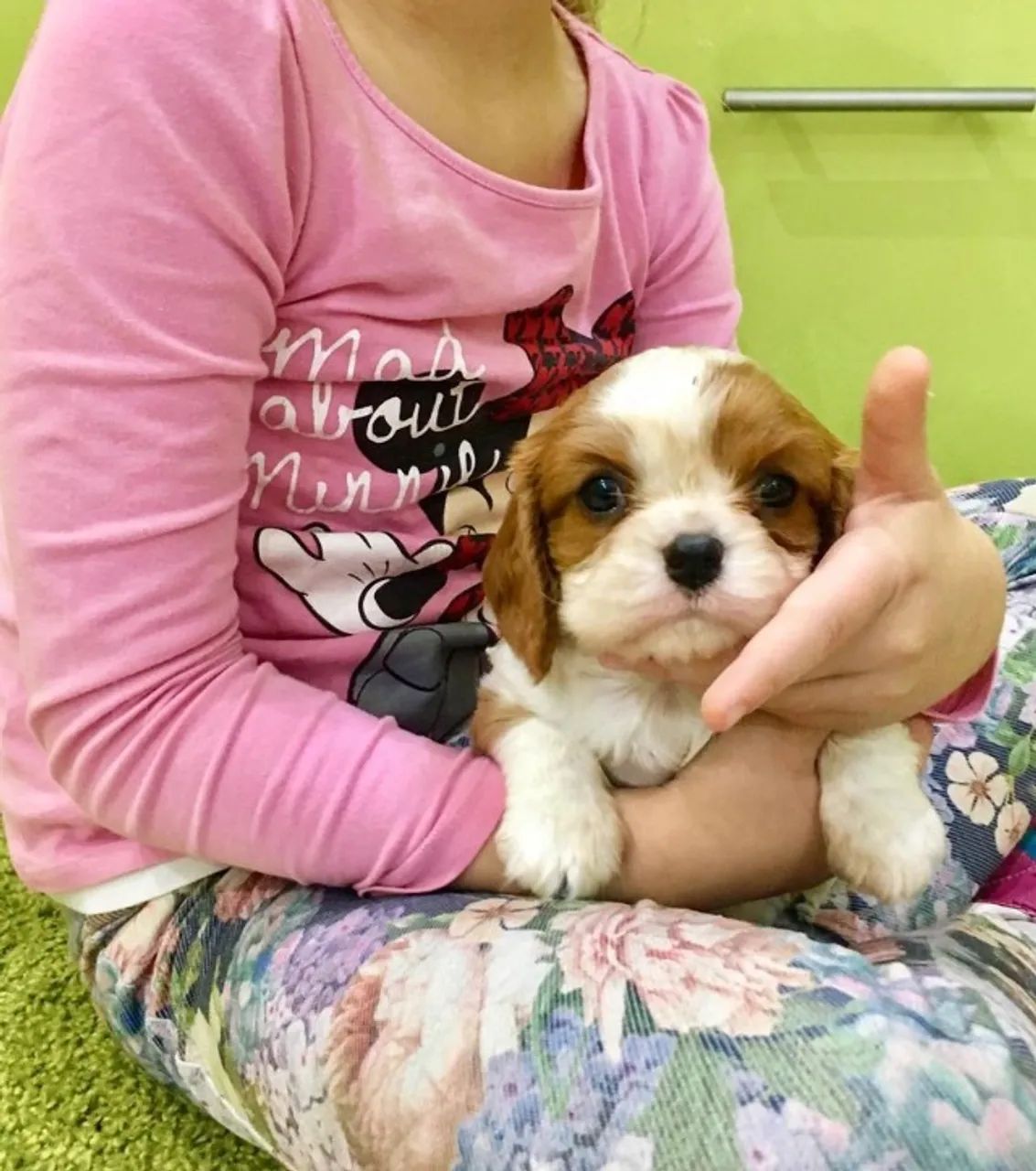Cavalier King Linhagem Real e Saúde Garantida com Vacinas