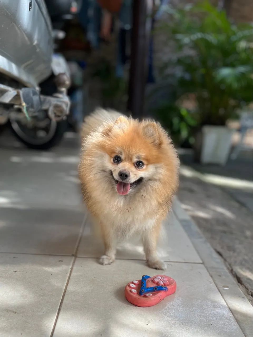 FILHOTE FÊMEA SPITZ ALEMÃO ANÃO / LULU DA POMERÂNIA - Foto 2