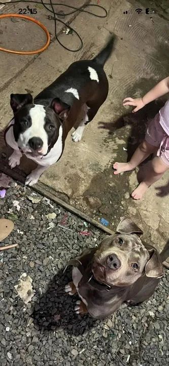 Filhote Pitbull Fêmea e macho  - Foto 5