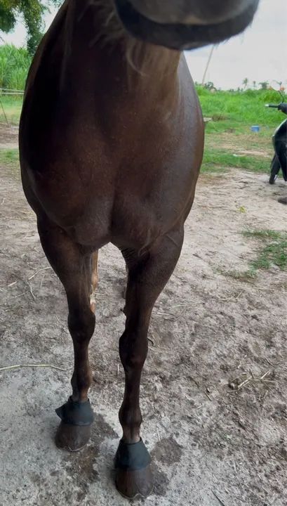 ÉGUA DE ESTEIRA ( VAQUEJADA ) - Foto 5