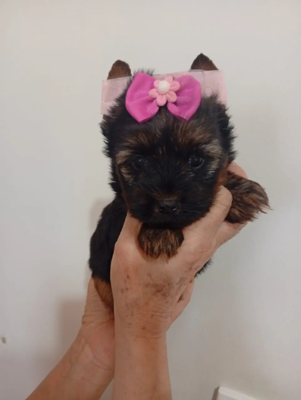 Amor em Quatro Patas - Yorkshires Adoráveis!