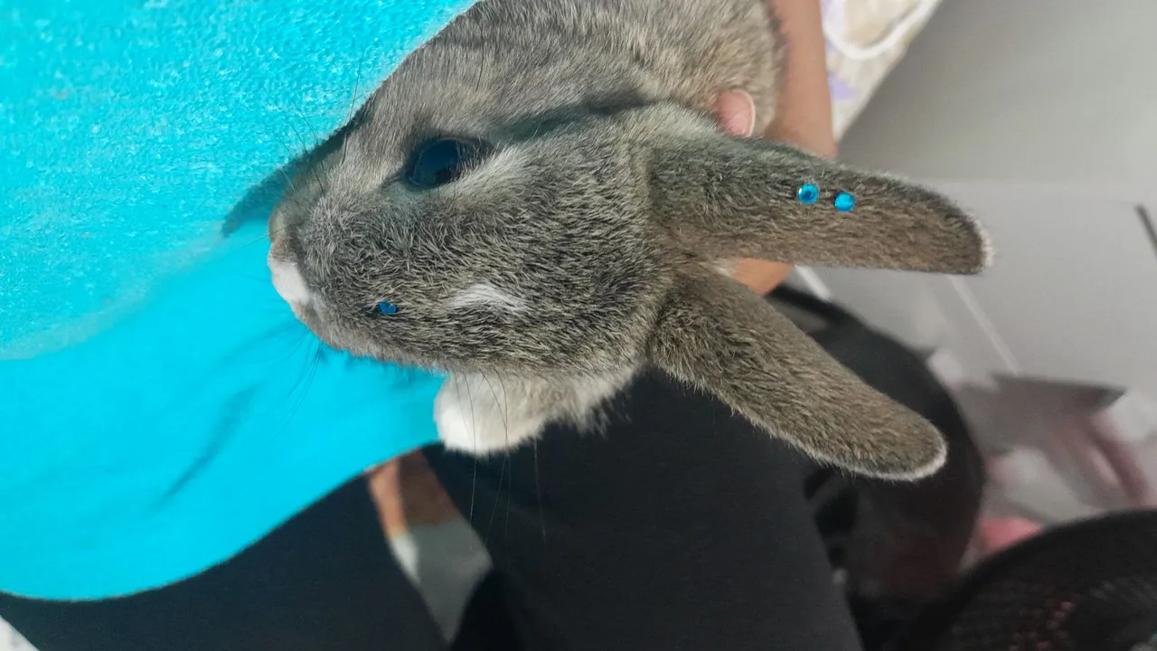 Vendo essa linda mini. 150 reais
