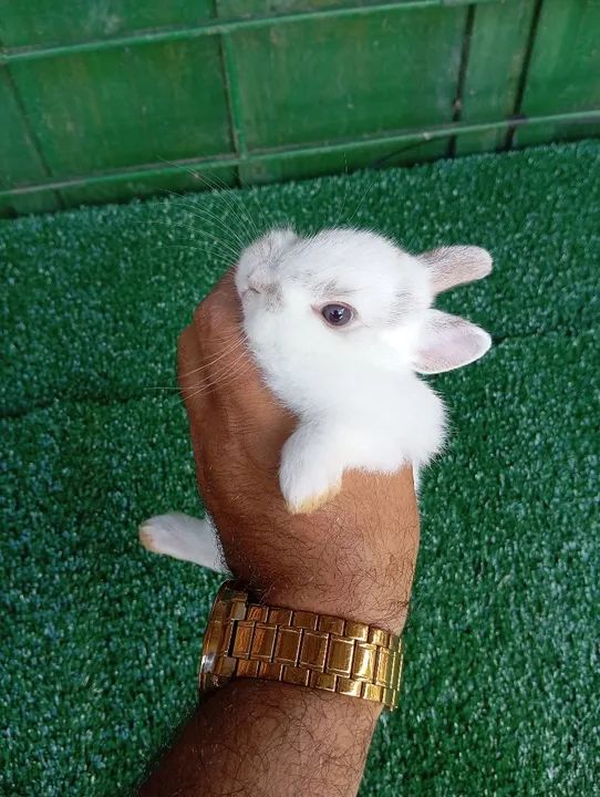 Coelhinho anão Netherland  - Foto 4