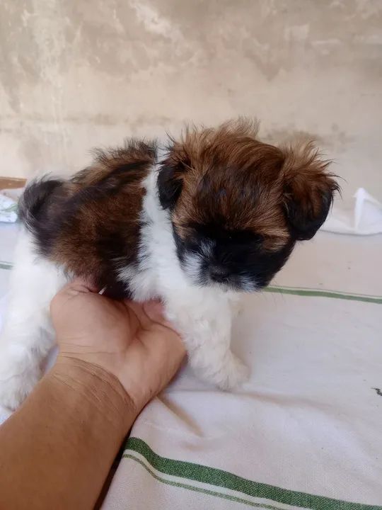 Filhote de hiasa apsom  - Foto 4