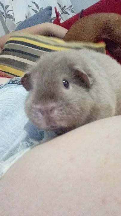 Doação responsável porquinho da índia 